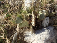 Opuntia basilaris brachyclada