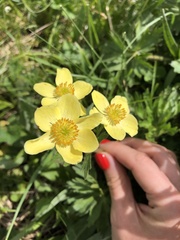 Anemonastrum speciosum