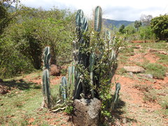 Cereeae