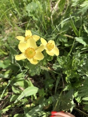 Anemonastrum speciosum