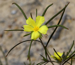 Hibbertia subvillosa