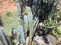 Cereeae