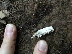 Pseudocheirus peregrinus