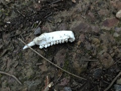 Pseudocheirus peregrinus