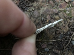 Pseudocheirus peregrinus