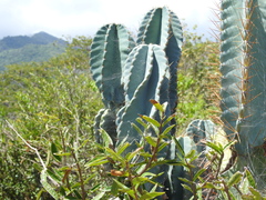 Cereeae