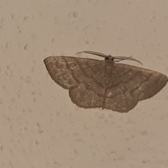 Parilexia cermala