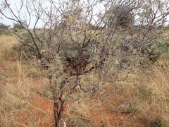 Vachellia haematoxylon