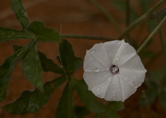 Ipomoea magnusiana