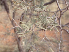Vachellia haematoxylon