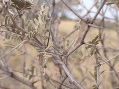 Vachellia haematoxylon