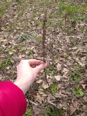 Leonurus quinquelobatus