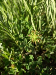 Trifolium echinatum