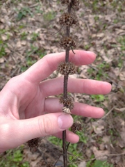 Leonurus quinquelobatus