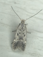 Neodactylota liguritrix