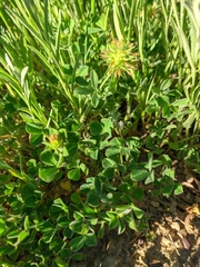 Trifolium echinatum