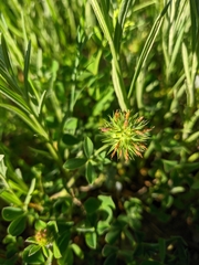 Trifolium echinatum