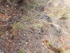Aristida stipitata