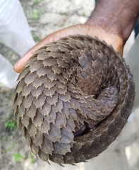 Phataginus tricuspis