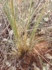 Aristida stipitata