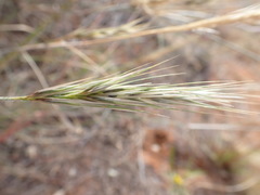 Aristida stipitata
