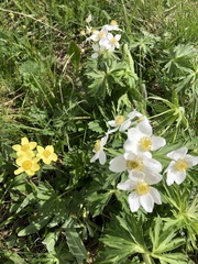 Anemonastrum speciosum
