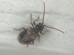 Ptinus texanus