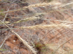 Aristida stipitata