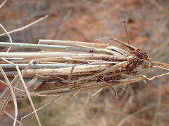Aristida stipitata