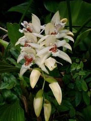 Coelogyne asperata