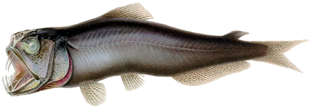 Sabertooth Fishes