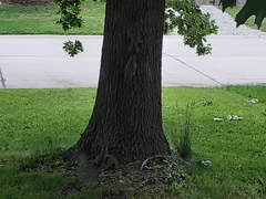 Sciurus carolinensis