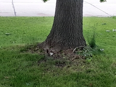 Sciurus carolinensis