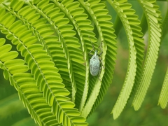 Myllocerina