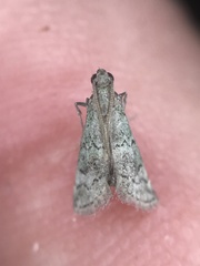 Cacotherapia flexilinealis
