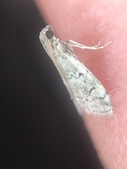 Cacotherapia flexilinealis