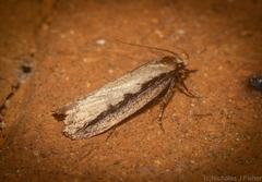 Leptocroca sanguinolenta