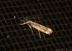 Chaliniastis astrapaea