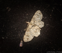 Chloroclystis guttifera