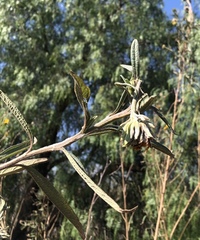 Aldama buddlejiformis