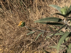 Aldama buddlejiformis
