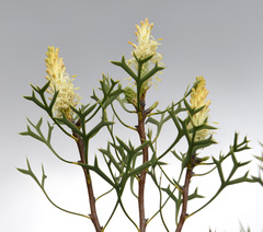 Petrophile macrostachya