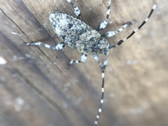 Astyleiopus variegatus