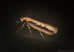 Leptocroca sanguinolenta