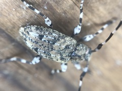 Astyleiopus variegatus