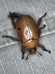 Pelidnota punctata