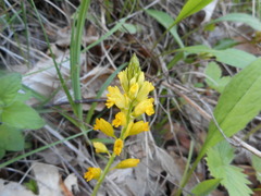 Polygala flavescens
