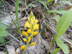 Polygala flavescens