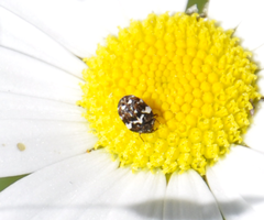 Anthrenus angustefasciatus