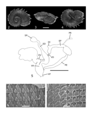 Paryphantopsis corolla